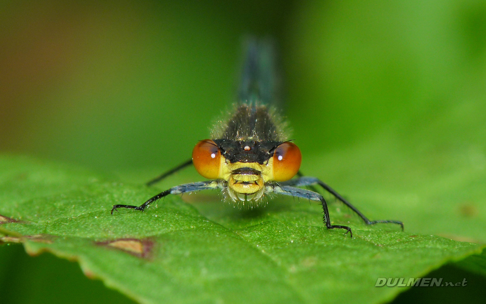 Red-eyed Damselfly (Female, Erythromma najas)